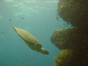 Les fonds marins de Phuket