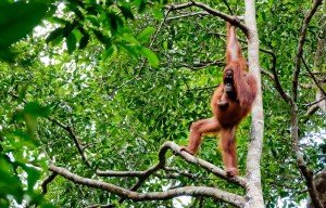 Les singes feront partie de votre voyage